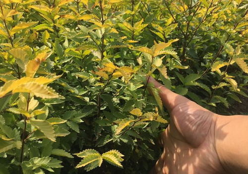 金叶榆的生长条件与气候适应