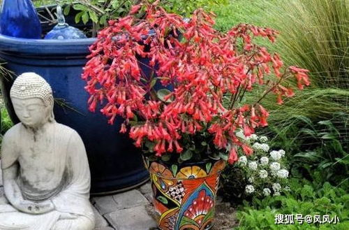 宫灯不开花？修剪技巧揭秘，打造爆款花卉！