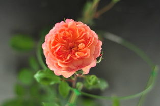 安德烈杜加德月季的优点