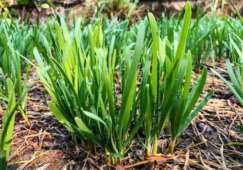 韭菜和韭黄根分别怎么种植，有哪些注意事项和技巧？