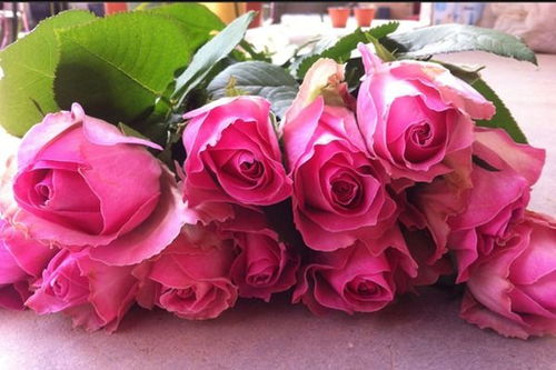 温德米尔月季的花期长吗？