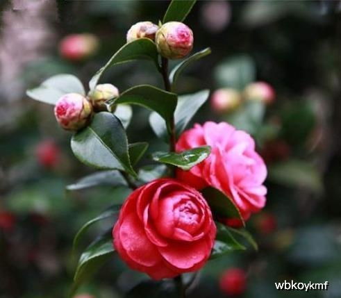 茶花养殖技巧：如何选择合适的土壤和光照