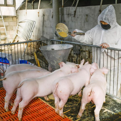 鱼病困扰养殖户，食盐可助一臂之力