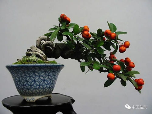 火棘盆景枯芽，养护不当是关键