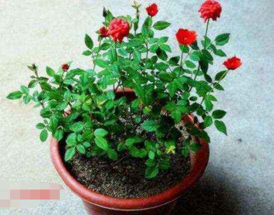 微酸性腐叶土：月季的美食