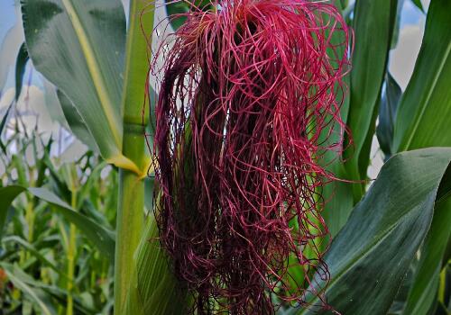 制种玉米苗前除草剂的种类与用途