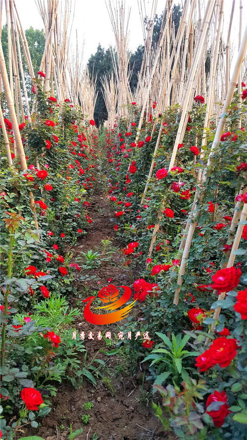 幼苗存活率高， 价格也实惠