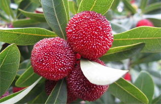 杨梅种植的具体方法