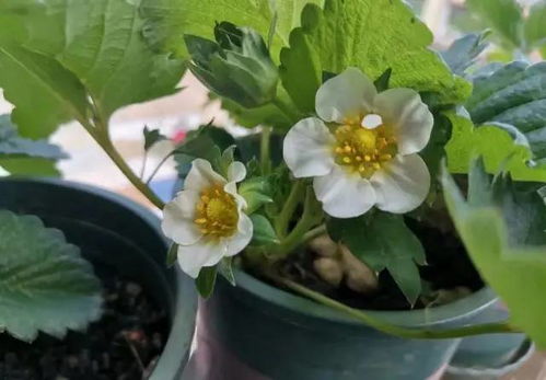 草莓施肥，讲究科学