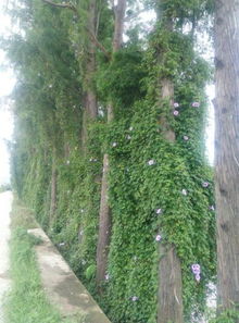 北方攀爬植物如何越冬？三招轻松搞定