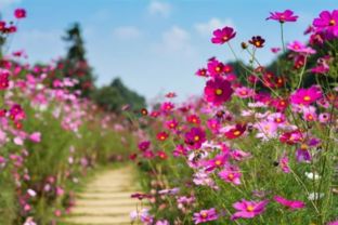 百合花的养护技巧