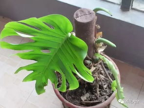 调整株形：树形好堪， 心情才好