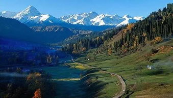 雪岭云杉：天山山脉的绿色明珠