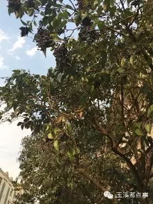 树下种草，省心又省钱？揭秘五大高性价比草种！