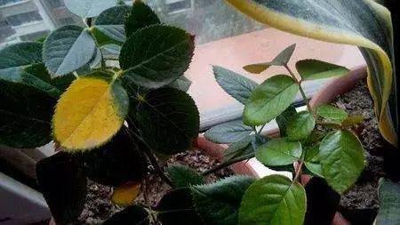 叶片肥厚发皱是氮肥过量的征兆