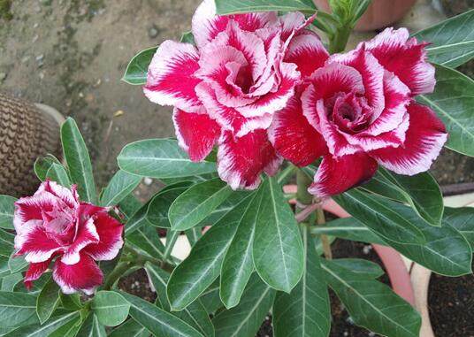 星星索，办公室窗台的小清新