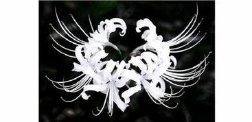 凤凰花语双：离别伤感