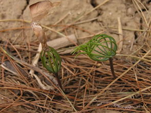 雪松的生长环境， 苛刻又神秘