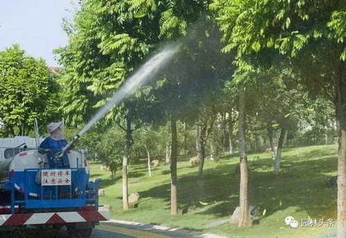 南阳市宛农苗木合作社的水学问：浇水学三年，真的吗？