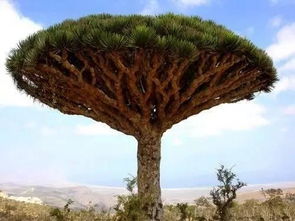 关键时期，得忒别照顾！