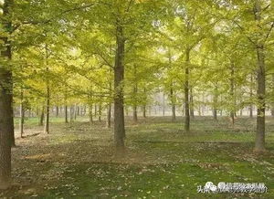 搭配灌木，打造美丽庭园