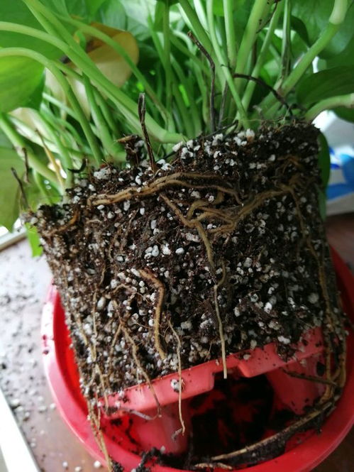 绿萝用土养，土壤透气性如何影响生长