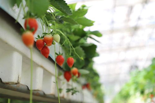 施肥管理：充足养分， 助力草莓生长