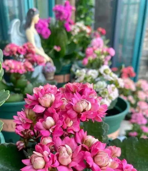 玫瑰花如何浇水才能长得旺？