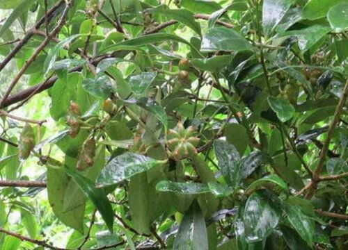 八角树苗适应在南方温暖湿润地区种植