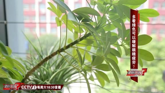 “久盯屏幕眼疲劳怎么办？有哪些护眼绿植能缓解视疲劳