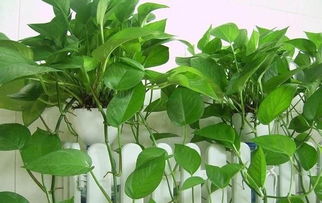 绿萝：清新空气的小助手