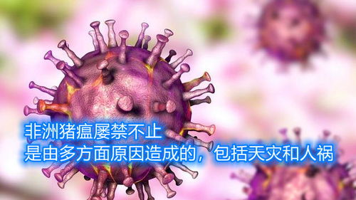 猪瘟为何屡禁不止？流行特点与防控策略如何应对