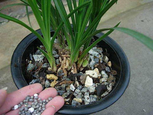 兰花开花的肥料选择，你了解多少？