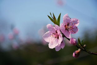 桃花开啦，今年几开的啊？