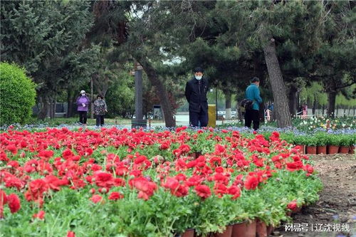 公园草本花卉的魅力