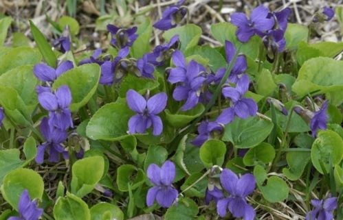 紫花地丁的独特之处