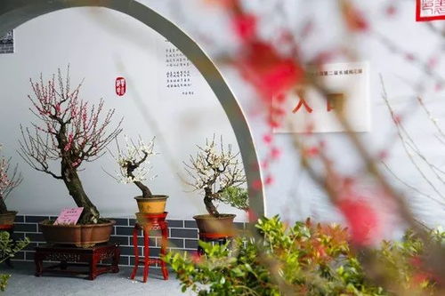 花开如雁行，红颜传说中