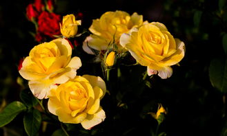 二、光影的巧妙运用