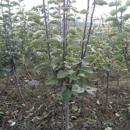 青竹：坚韧的生命力