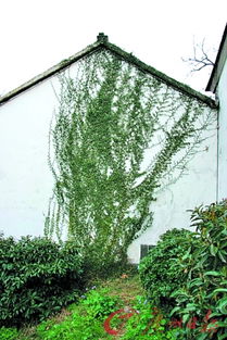 一、 适度修剪，保持植物形态美