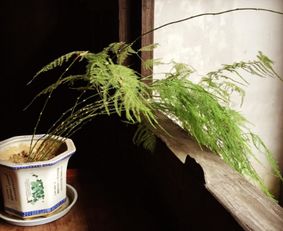 冬天养不好文竹，黄叶连连