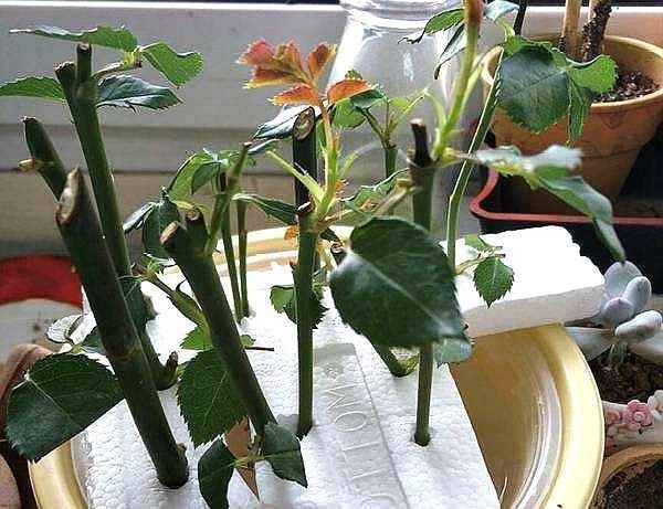 月季树移栽后的浇水，你真的懂吗？