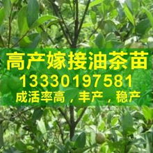 油茶种子价格波动大，如何用三招技巧省40%成本购买？