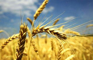 使用量要控制，否则会烧苗哦