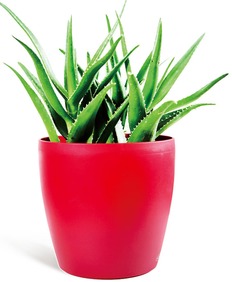 一、 办公室植物租赁的费用构成