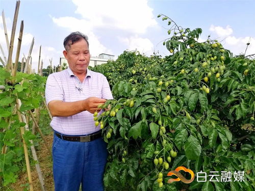 种植鸡心黄皮在本地市场种植能实现稳定盈利吗