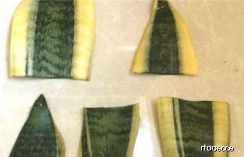 虎皮兰怎样扦插才能快速生根，有没有什么高效的方法