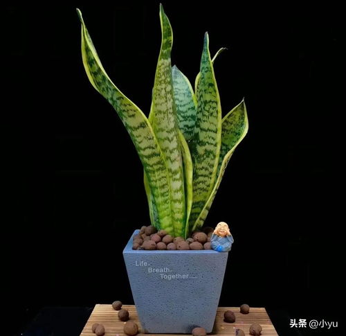 适合养什么植物？这几种植物好看又好养