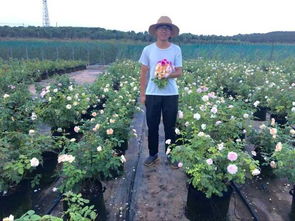 亚力克红月季的香气， 让人陶醉不以