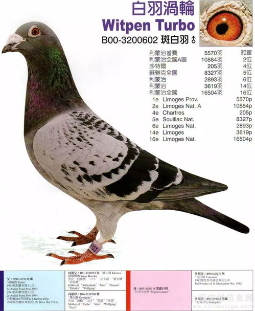 长安训鸽人花费22万购得鸽子王，揭开神秘鸽种背后的传奇故事